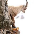 Steinbock auf einem Felsvorsprun