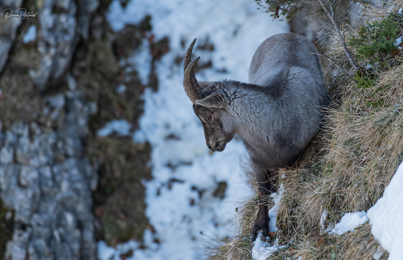 Steinbock auf Futtersuche