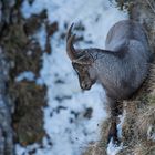 Steinbock auf Futtersuche