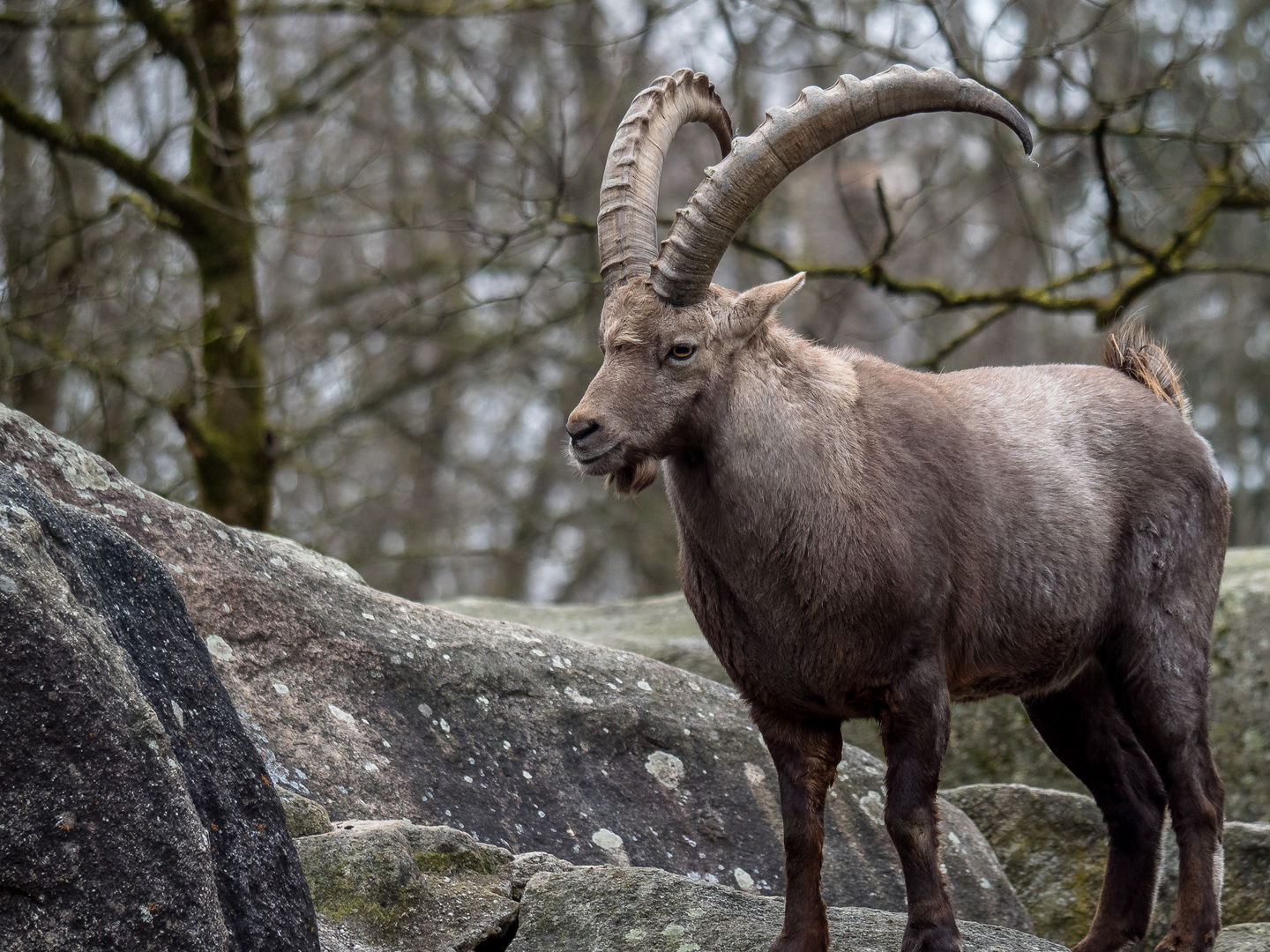 Steinbock