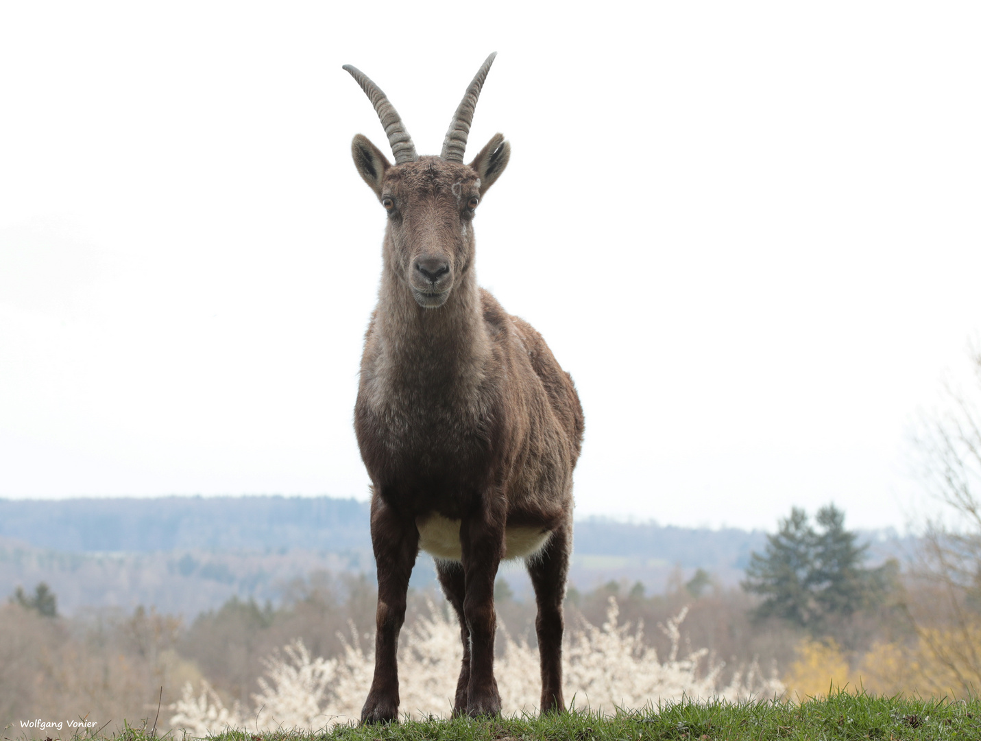 Steinbock 