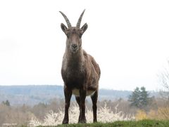 Steinbock 