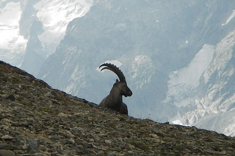 Steinbock