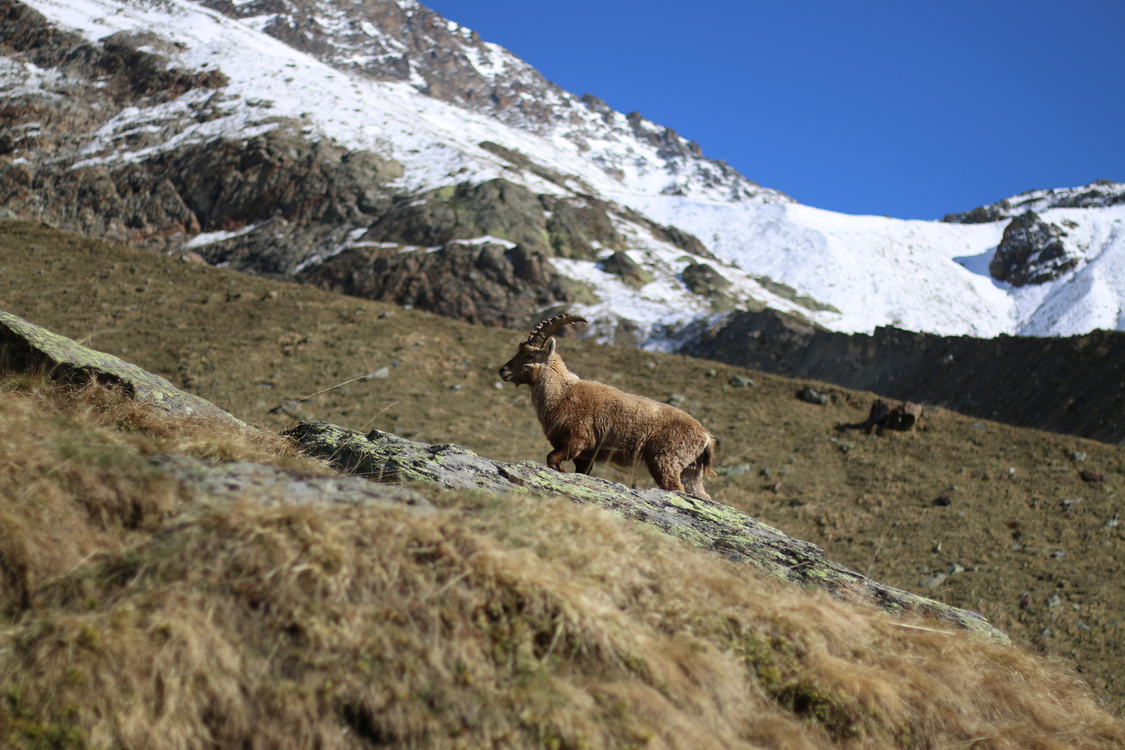 Steinbock