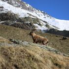 Steinbock