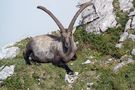 Steinbock von Bickel Josef 