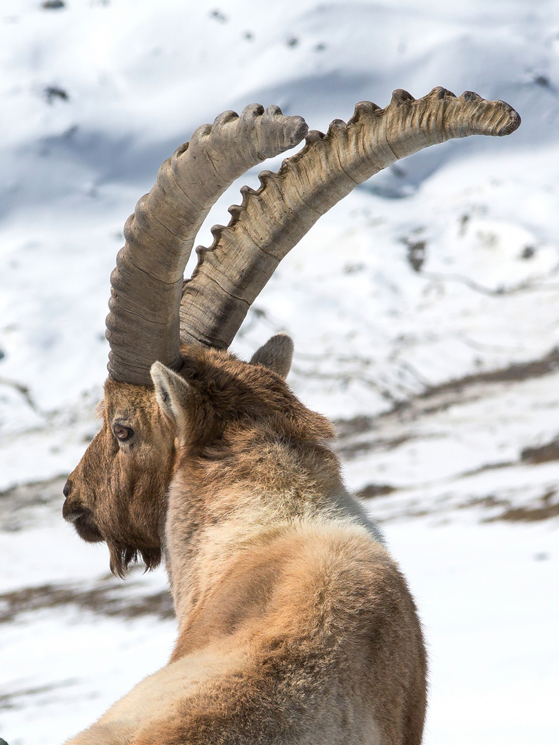 Steinbock