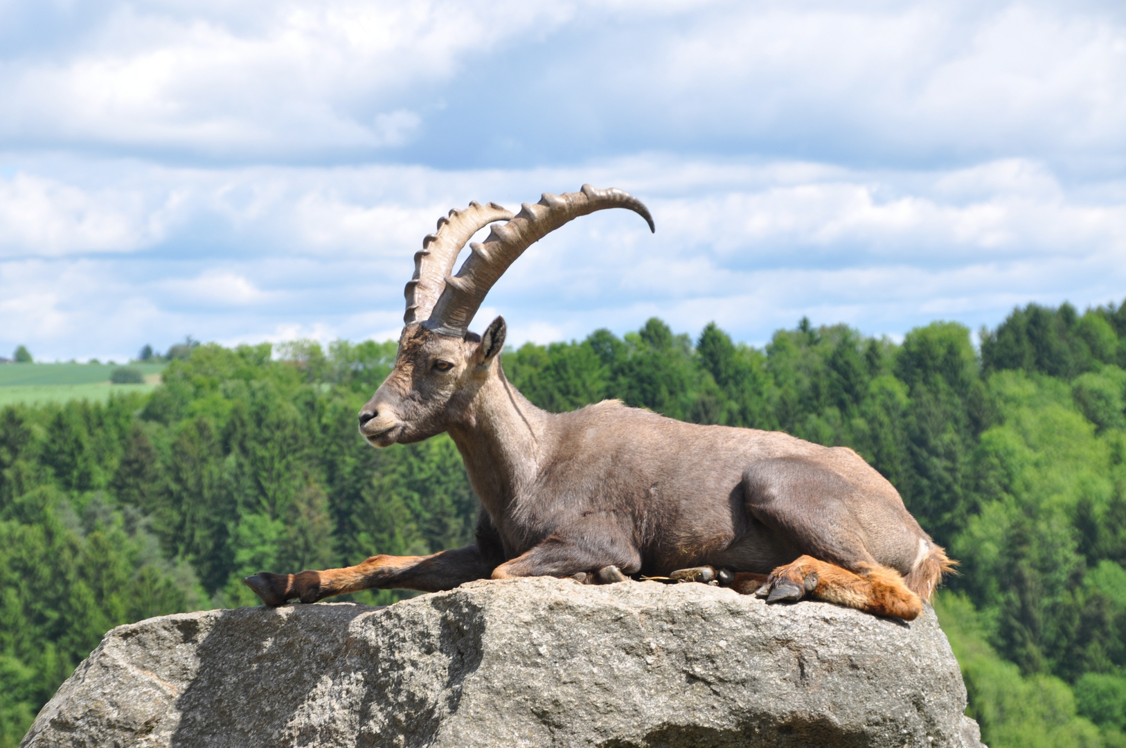 Steinbock