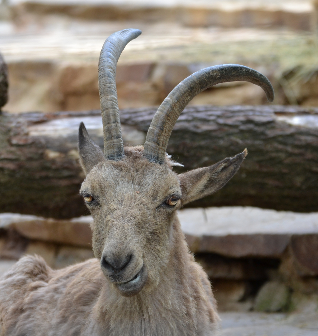 Steinbock