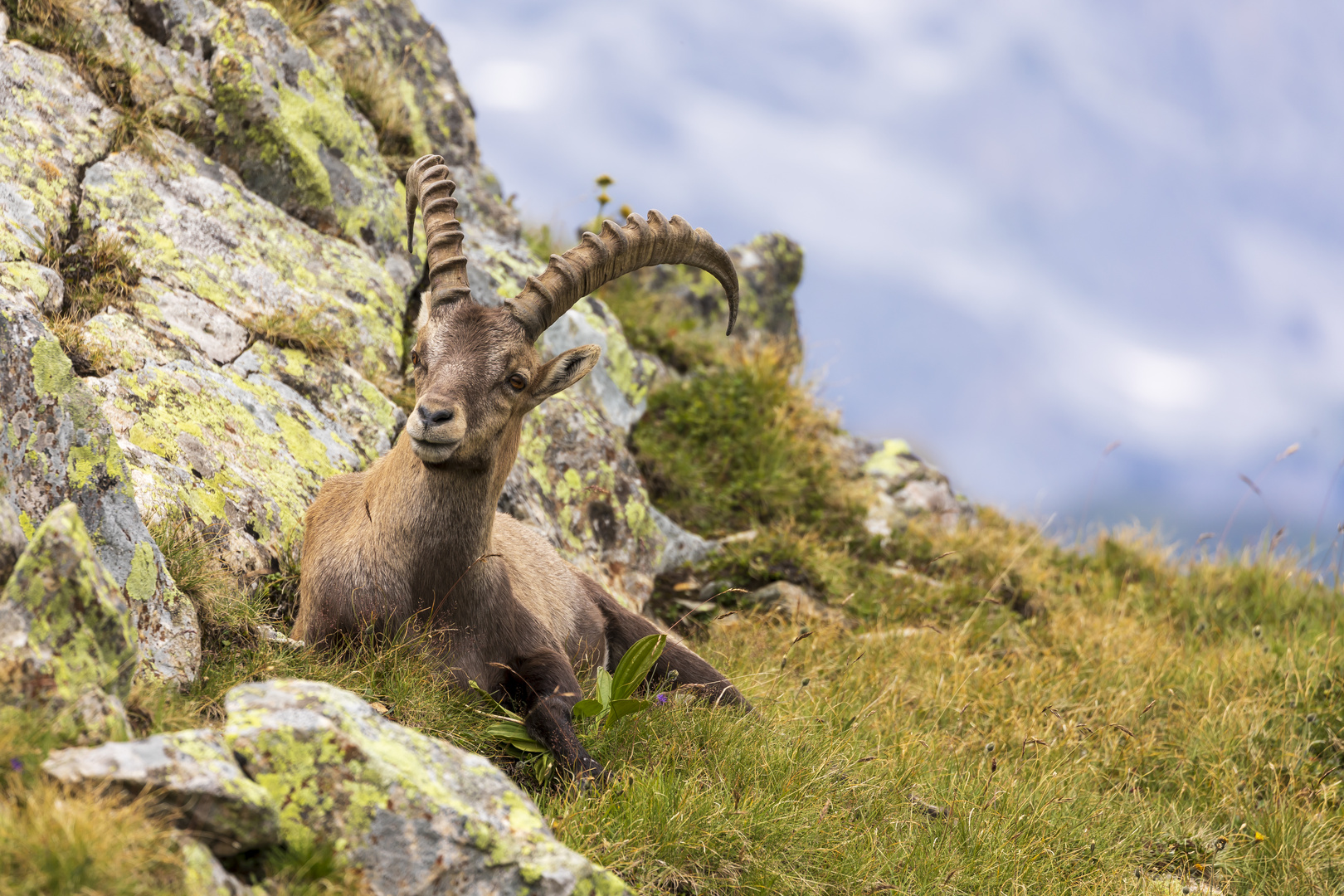 Steinbock bei der Mittagspause 1