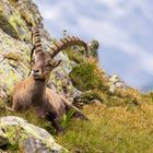 Steinbock bei der Mittagspause 1