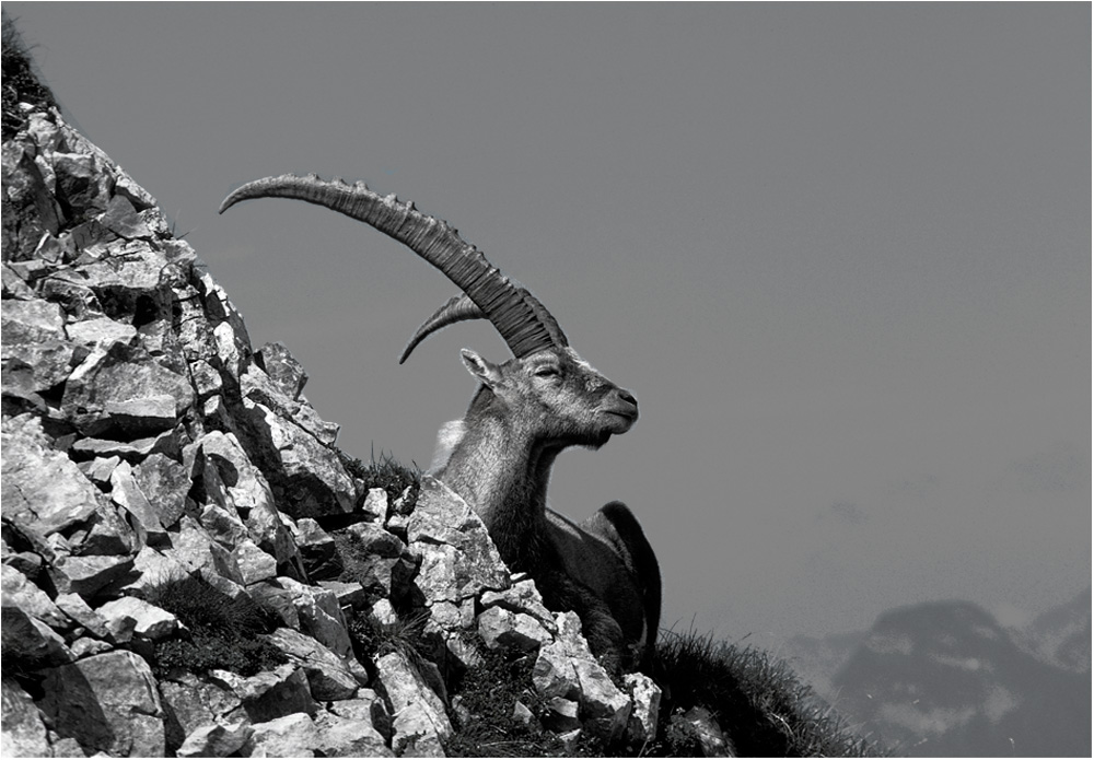 Steinbock bei Schwarzhorn in SW