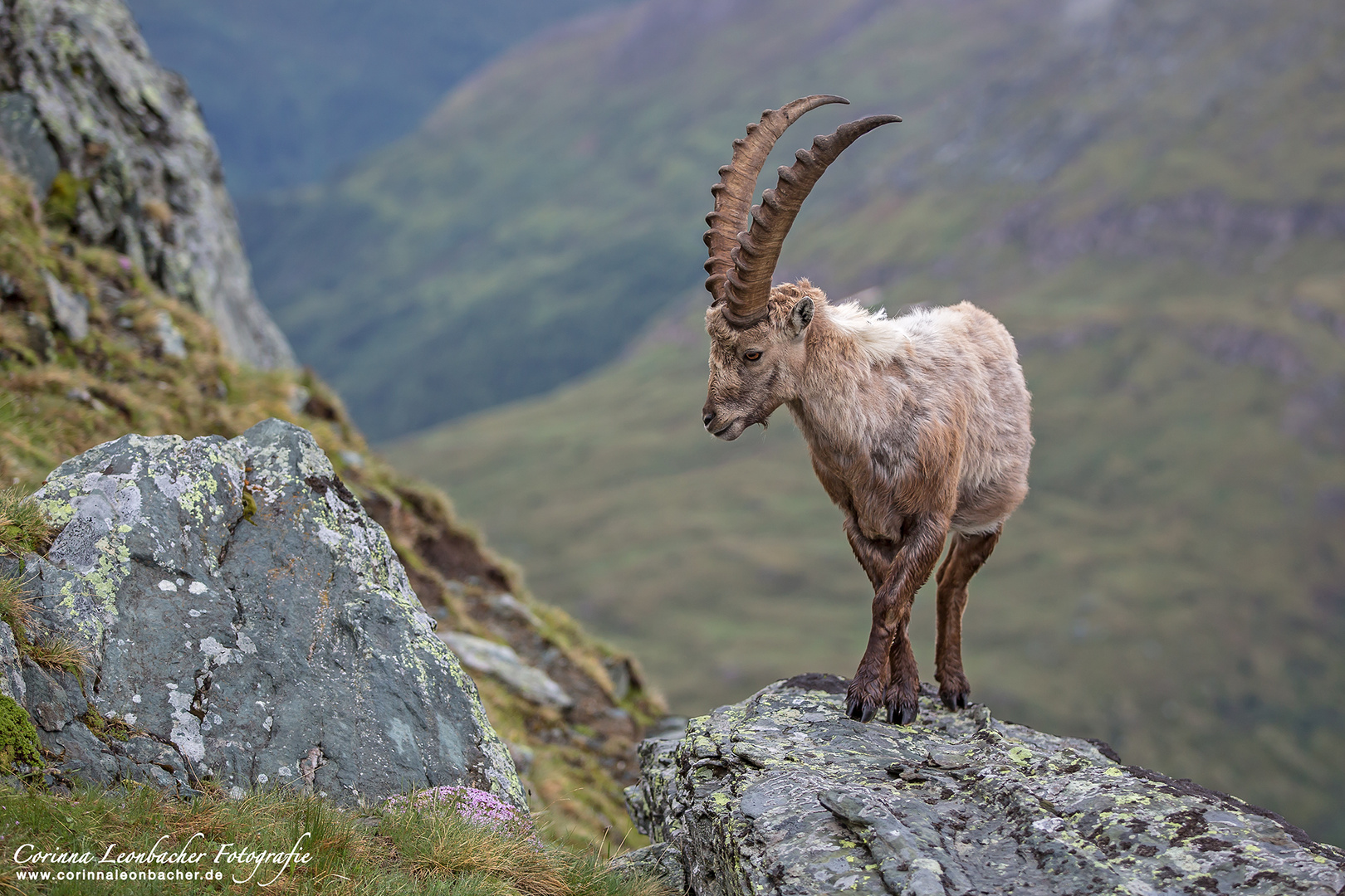 STEINBOCK BEIM BALLETT