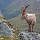 STEINBOCK BEIM BALLETT