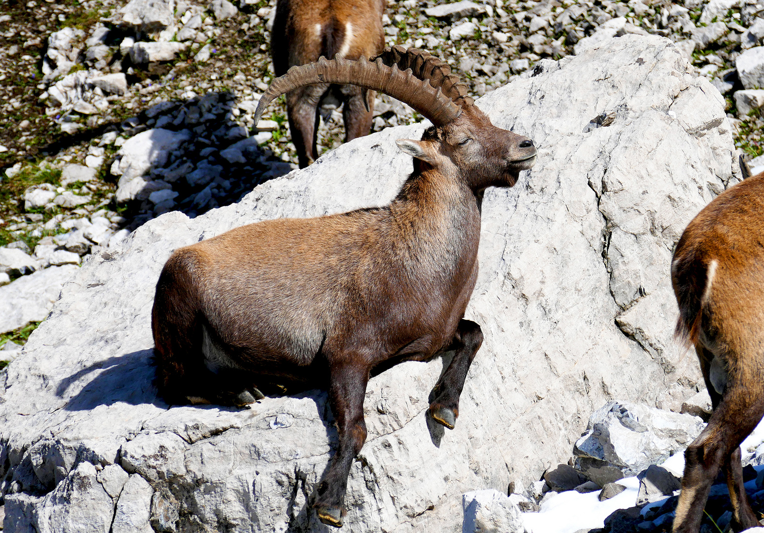 Steinbock beim chillen