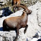 Steinbock beim chillen