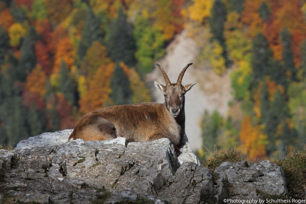 Steinbock beim Sonnenbad