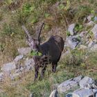 Steinbock beim Vesper