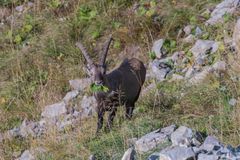 Steinbock beim Vesper