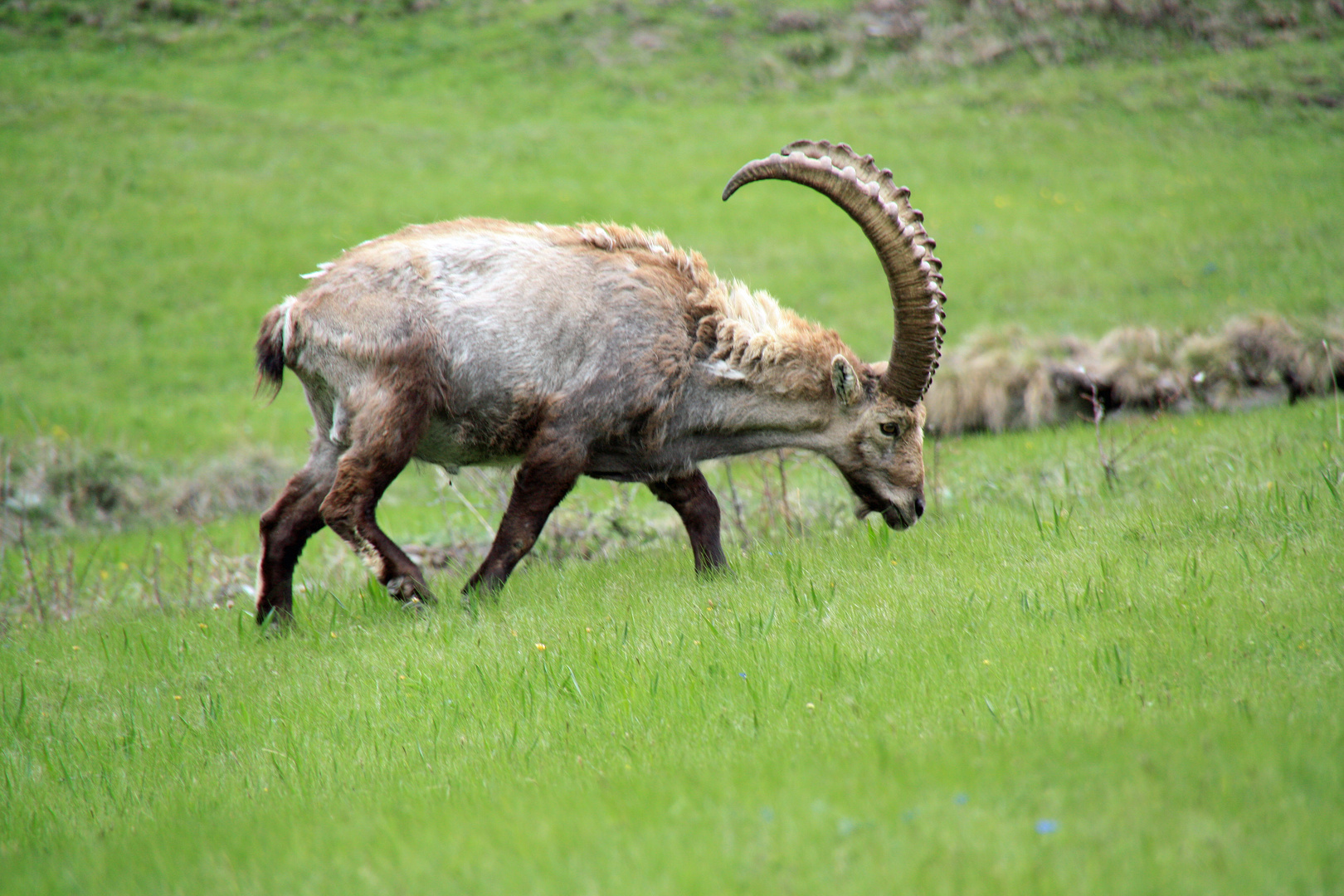 Steinbock beim weiden im Mattertal