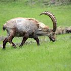 Steinbock beim weiden im Mattertal