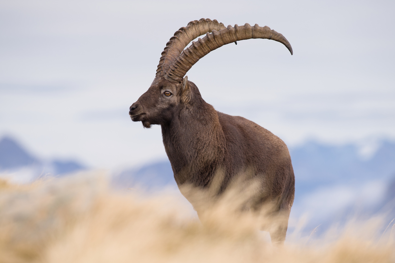 Steinbock 