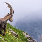 Steinbock blickt ins Tal (Unterwallis)