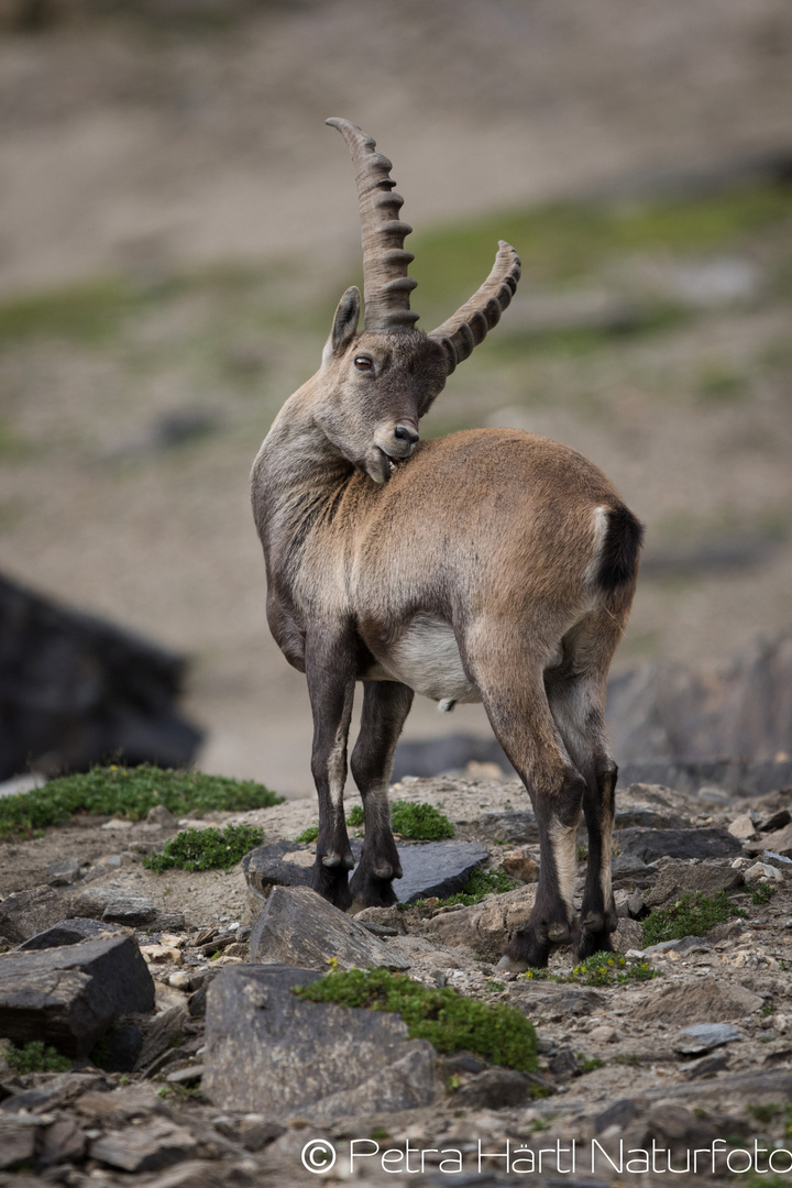 Steinbock