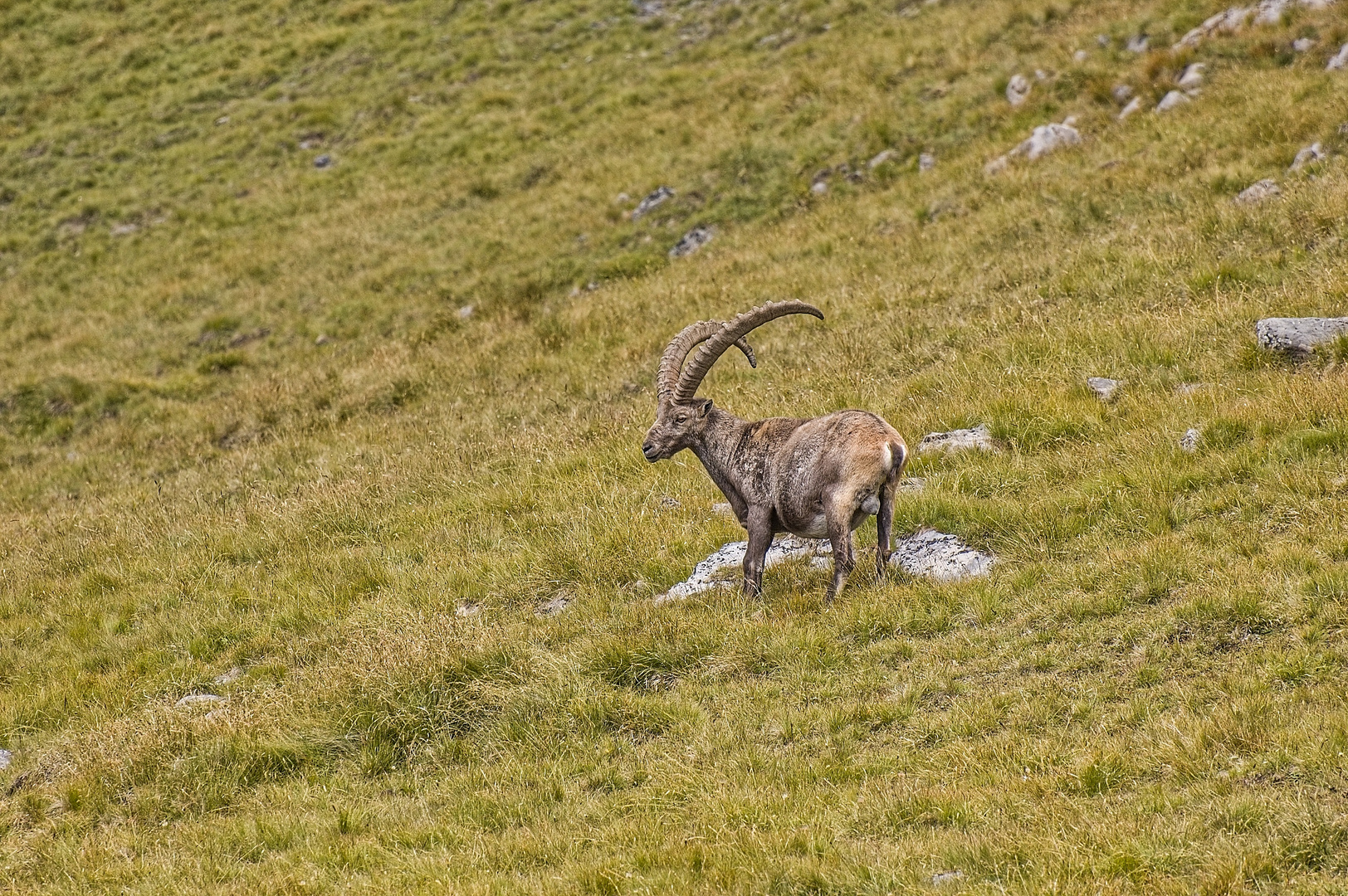 steinbock