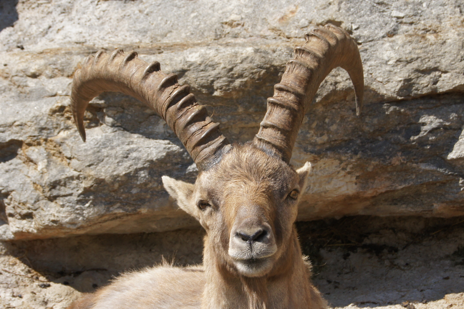 Steinbock