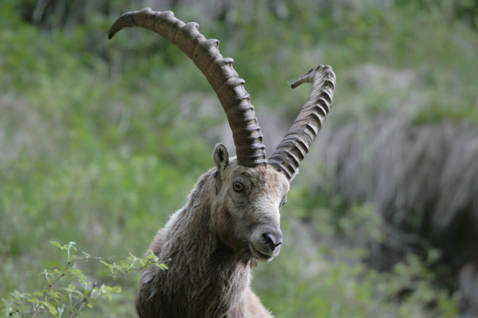 steinbock Foto & Bild | tiere, wildlife, säugetiere Bilder auf fotocommunity