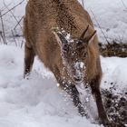 Steinbock