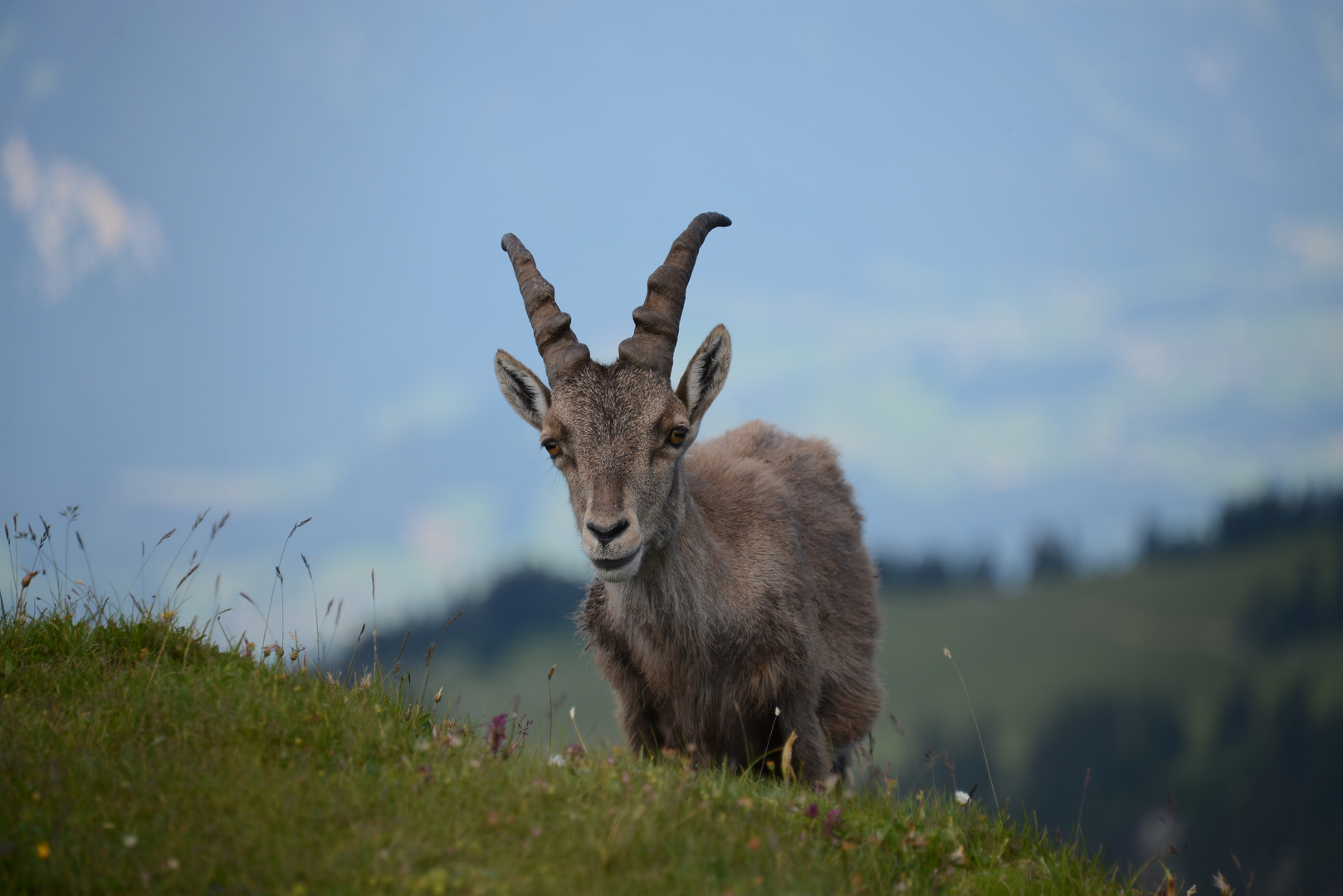 Steinbock