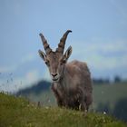 Steinbock