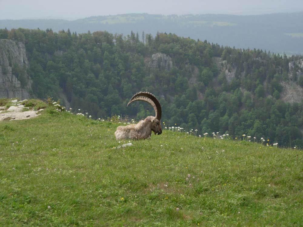 Steinbock