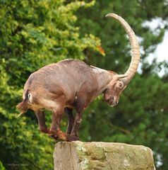 Steinbock