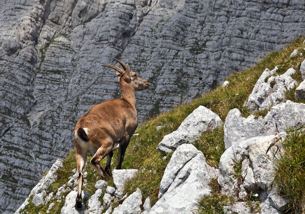 Steinbock