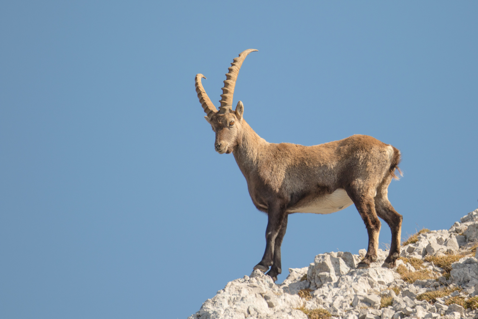 Steinbock