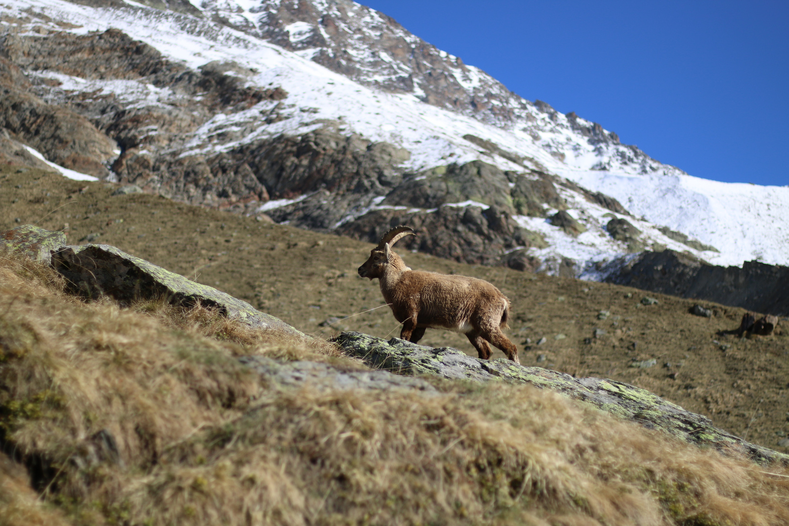 Steinbock - Capra ibex