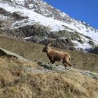 Steinbock - Capra ibex