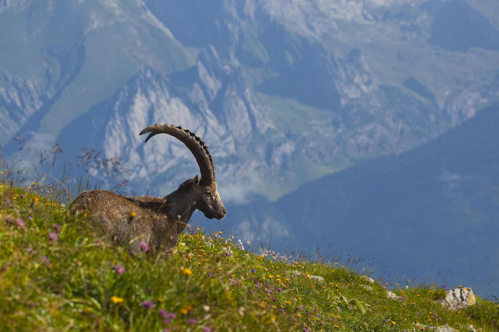 Steinbock / Capra ibex