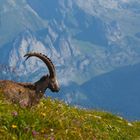 Steinbock / Capra ibex