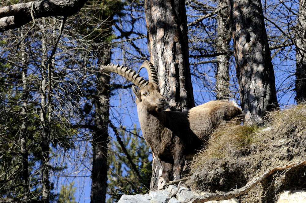 Steinbock (Capra ibex)