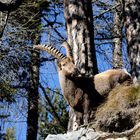 Steinbock (Capra ibex)