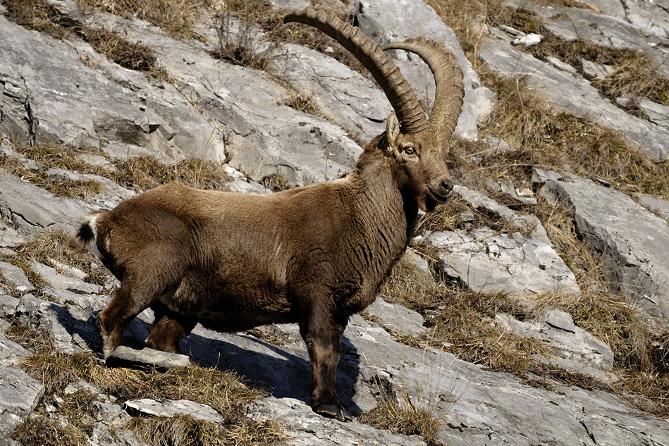 Steinbock Capra ibex
