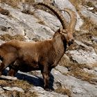 Steinbock Capra ibex