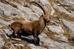 Steinbock Capra ibex