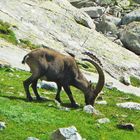 Steinbock (Capra ibex)