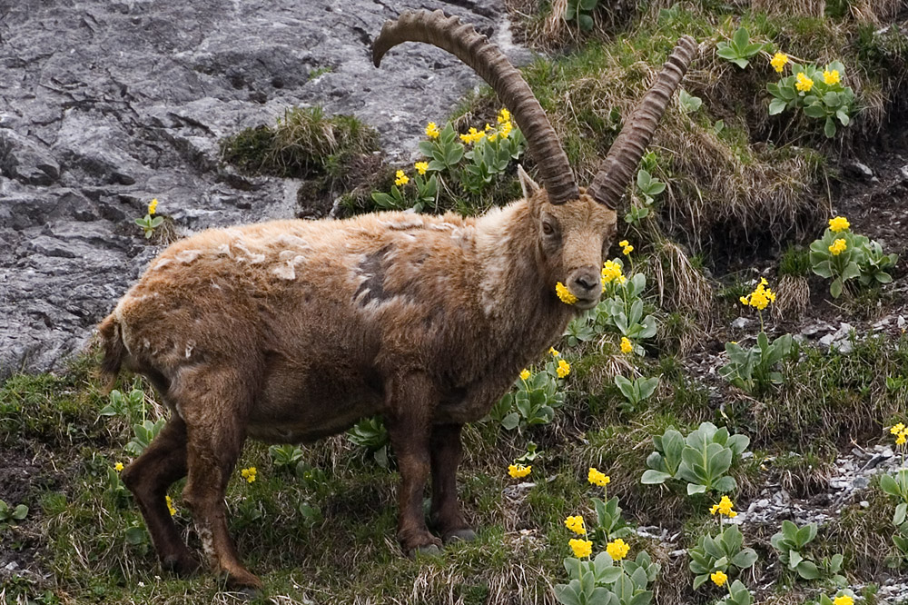 Steinbock (Capra ibex) frisst Flühblümchen (Primula auricula)