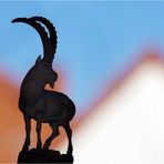 steinbock (capra ibex) im dachsteingebirge